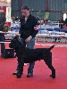  - Spéciale Cane Corso Limoges 2013