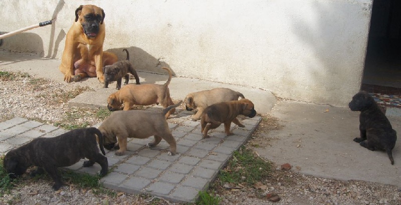 du royaume des p'tits biloux - Cane Corso - Portée née le 07/09/2015