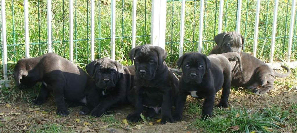 du royaume des p'tits biloux - Cane Corso - Portée née le 20/09/2018