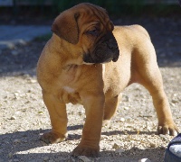 du royaume des p'tits biloux - Cane Corso - Portée née le 19/01/2016