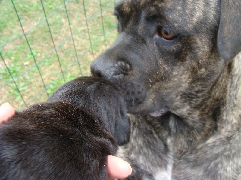 du royaume des p'tits biloux - Cane Corso - Portée née le 18/09/2010