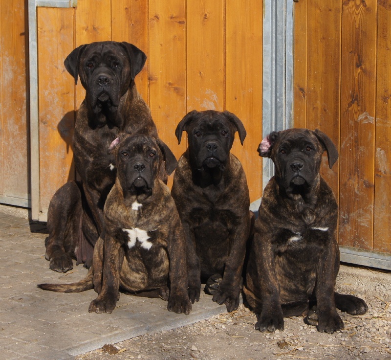 du royaume des p'tits biloux - Cane Corso - Portée née le 27/09/2011