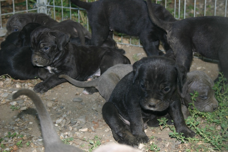 du royaume des p'tits biloux - Cane Corso - Portée née le 04/06/2007