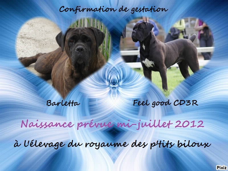 du royaume des p'tits biloux - Cane Corso - Portée née le 18/07/2012