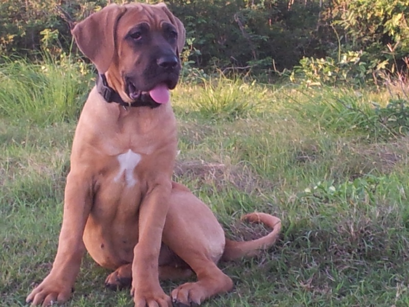 Goldy du royaume des p'tits biloux