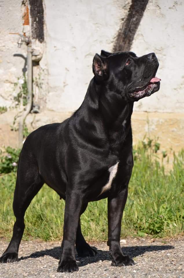 Iwa Rayla di Cors