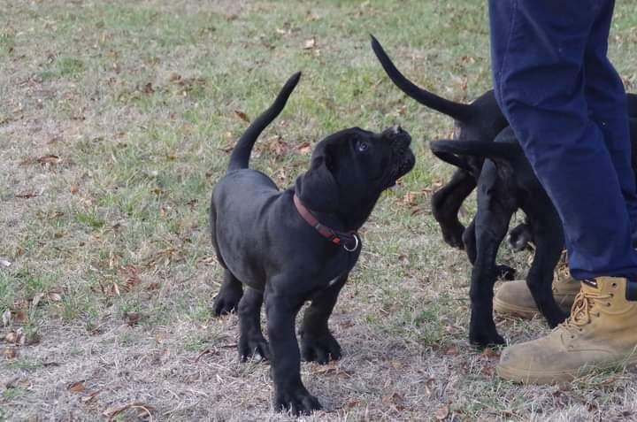 du royaume des p'tits biloux - Chiots disponibles - Cane Corso